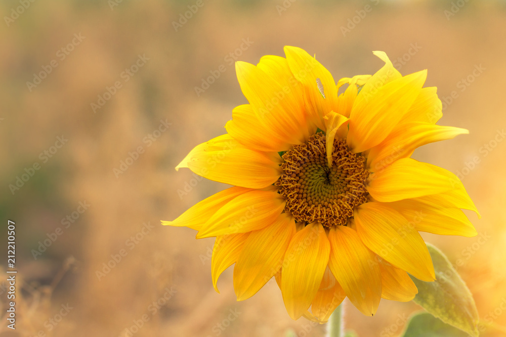 Obraz premium Sunflower flower close-up / evening photo nature at dusk field of ukraine