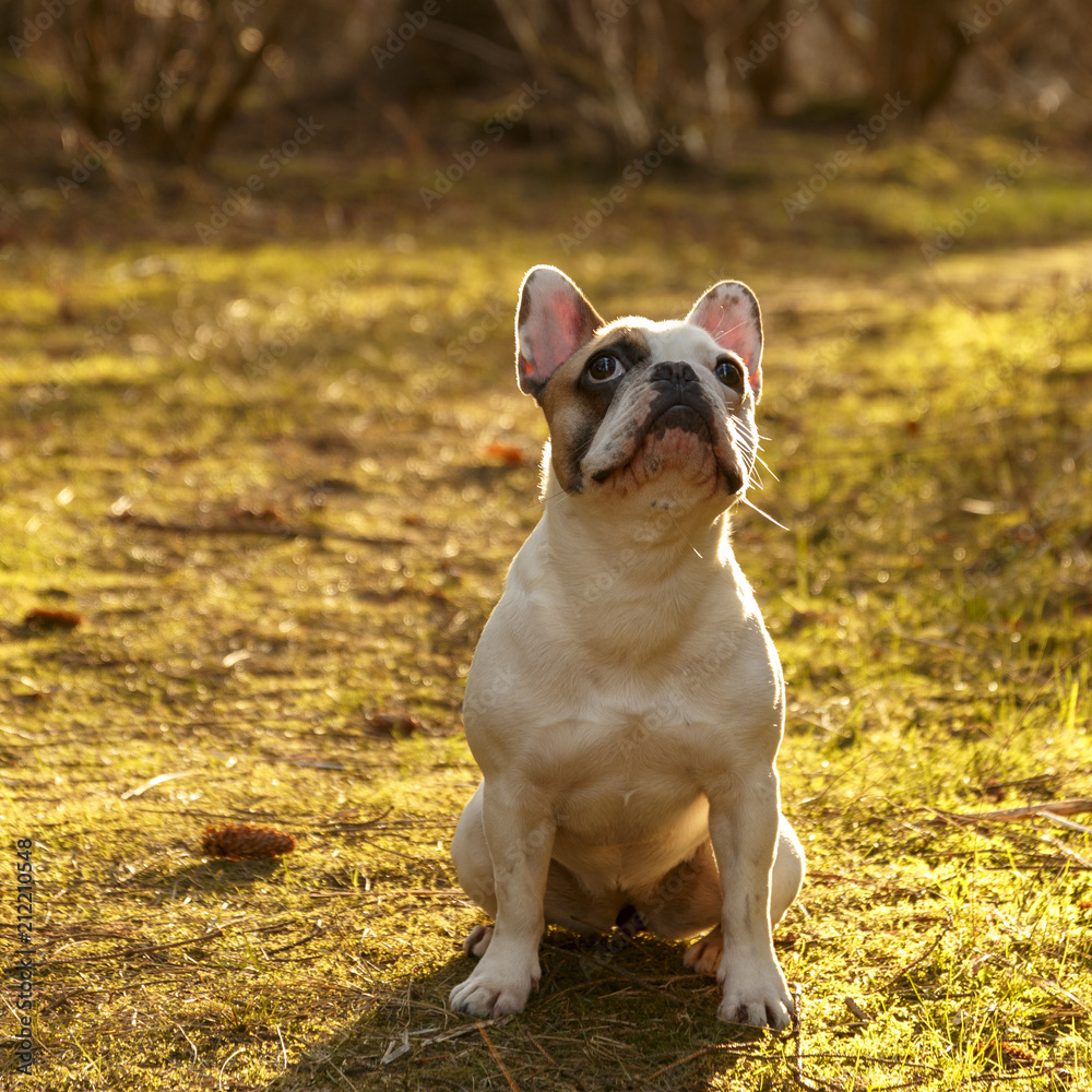 Mollie French Bulldog Mollie French Bulldog