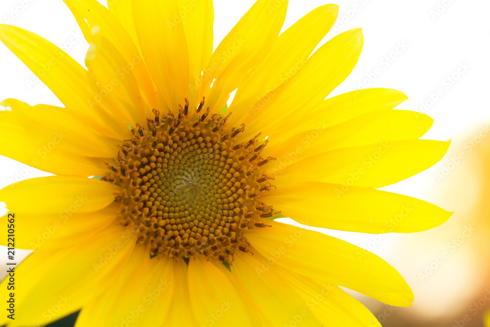 Sunflower flower close-up / evening photo nature at dusk field of ukraine Sunflower flower close-up / evening photo nature at dusk field of ukraine
