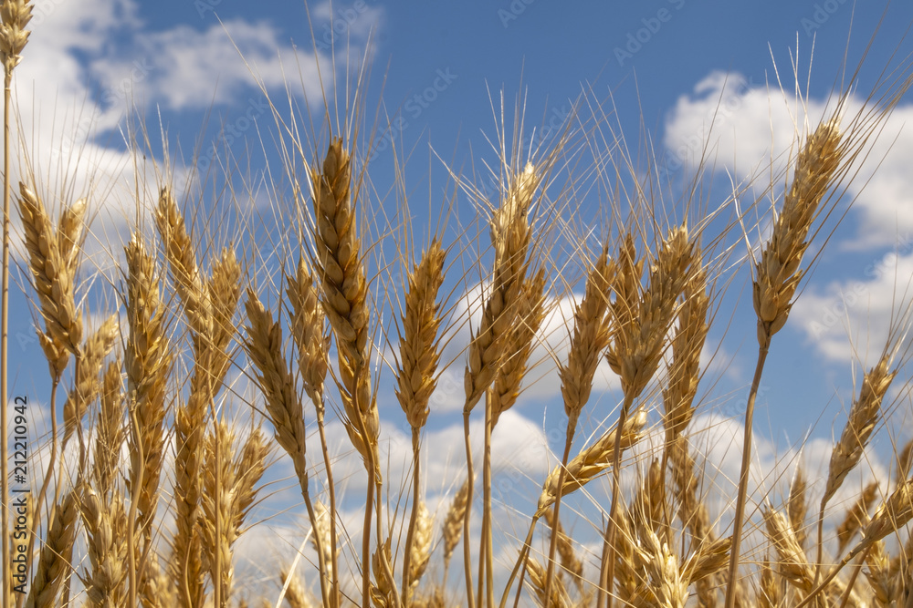 Fototapeta premium Wheat field. Ears of golden wheat close up. Beautiful Nature Sunset Landscape. Rural Scenery under Shining Sunlight. Background of ripening ears of wheat field. Rich harvest Concept. Label art design