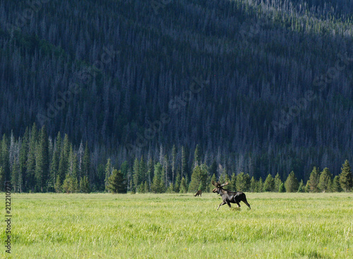 bull moose velvet rack antlers