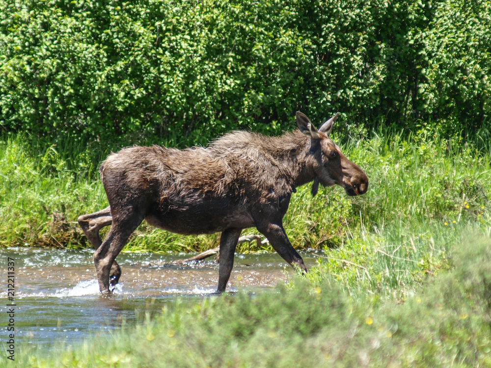 Fototapeta premium moose bull cow calf calves 