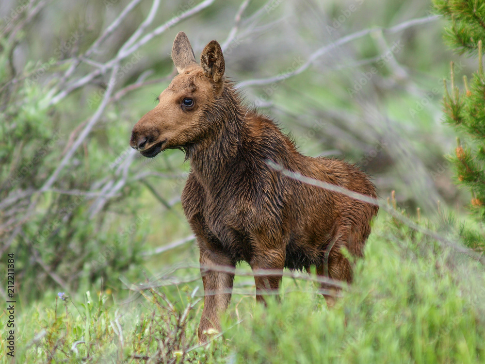 moose bull cow calf calves moose bull cow calf calves