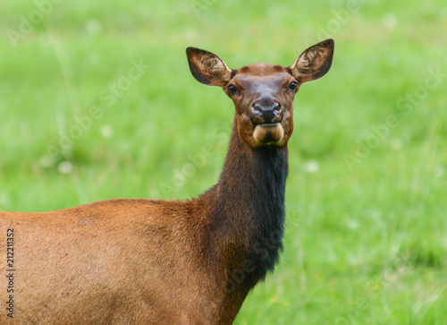 elk bull bugle cow calf