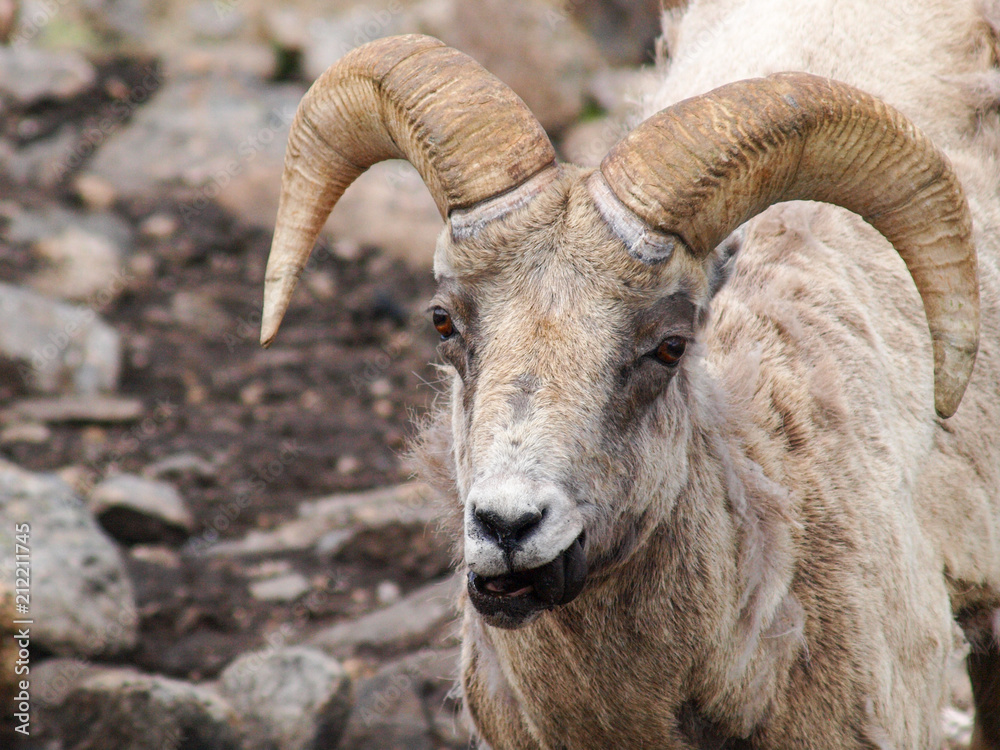 bighorn sheep ram