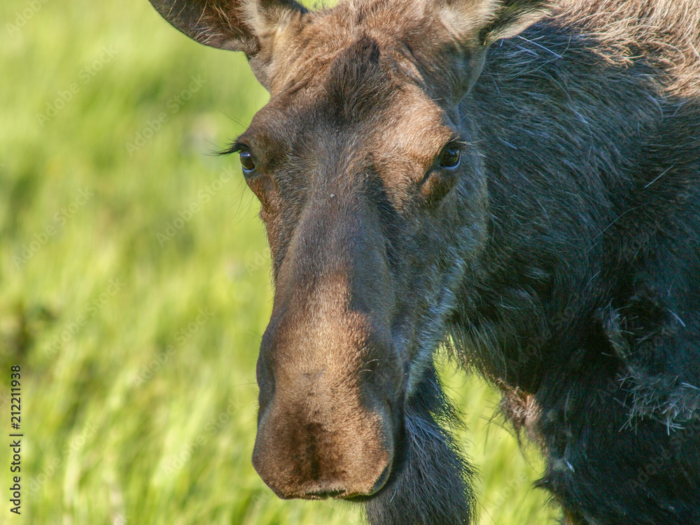Fototapeta premium moose bull cow calf calves