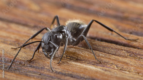 Ant on an old wooden background close-up