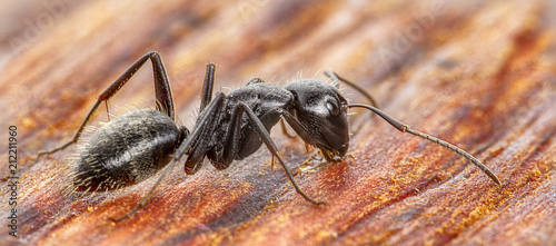 Ant on an old wooden background close-up photo