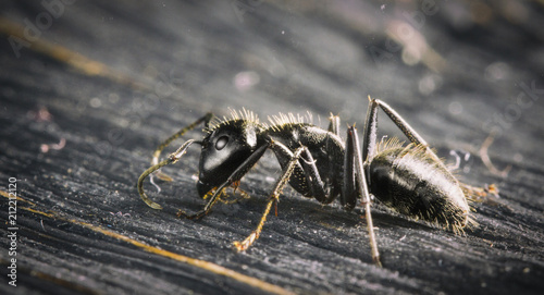 Ant on an old wooden background close-up photo