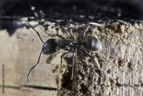 Ant on an old wooden background close-up photo
