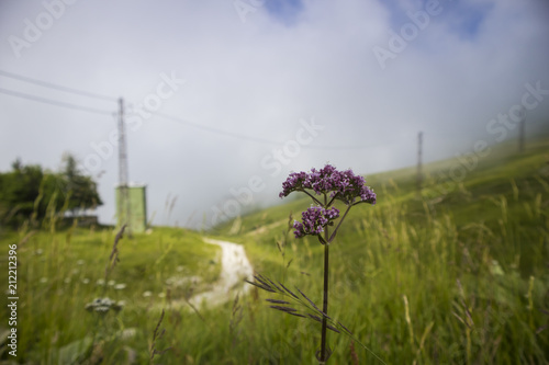 violetta montana con sfondo di prato verde e cielo nuvoloso