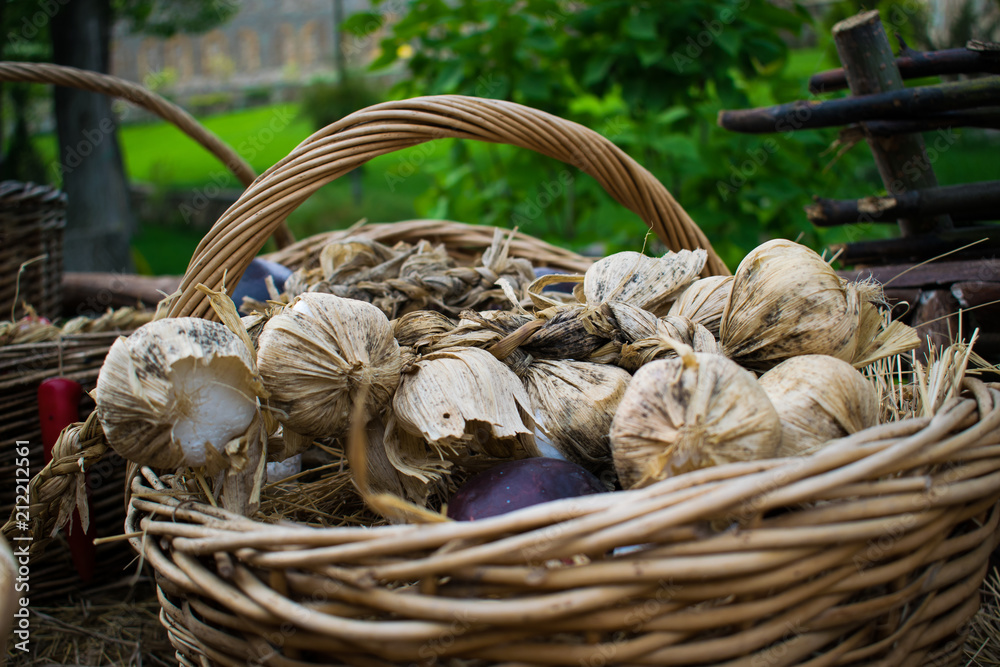 Useful and fragrant heads of ripe garlic harvested harvests from the home garden in a wicker brown basket of vines. Garlic pink and white in a protective shell in the outdoors Useful and fragrant heads of ripe garlic harvested harvests from the home garden in a wicker brown basket of vines. Garlic pink and white in a protective shell in the outdoors
