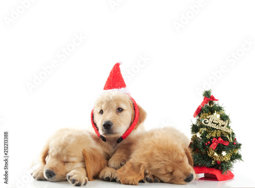 Close up cute puppy golden retivever laying over white background,in christmas concept. © chayathon2000