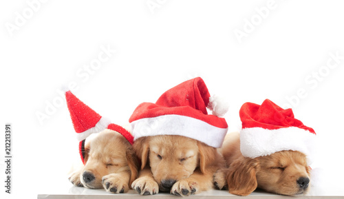 Close up cute puppy golden retivever laying over white background,in christmas concept. © chayathon2000
