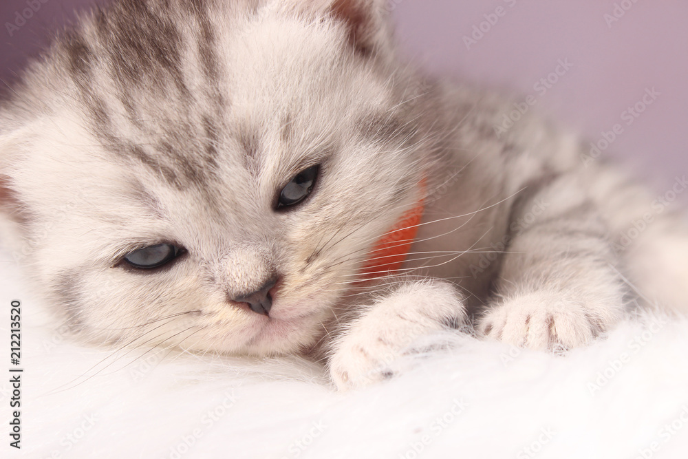 Britisch Kurzhaar Katze - Kitten Britisch Kurzhaar Katze - Kitten