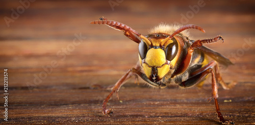 Huge European Hornet. Dangerous predatory insect. Close-up. © maykal