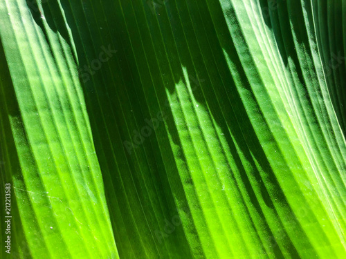 Striped Palm tree leaf in sunlight  close up  background. 