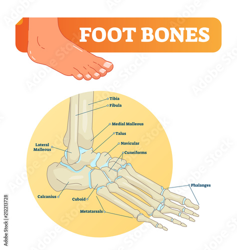 Vector illustration with foot bones