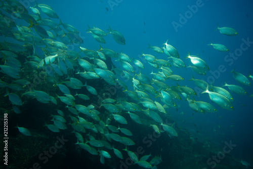 group of fishes swimming