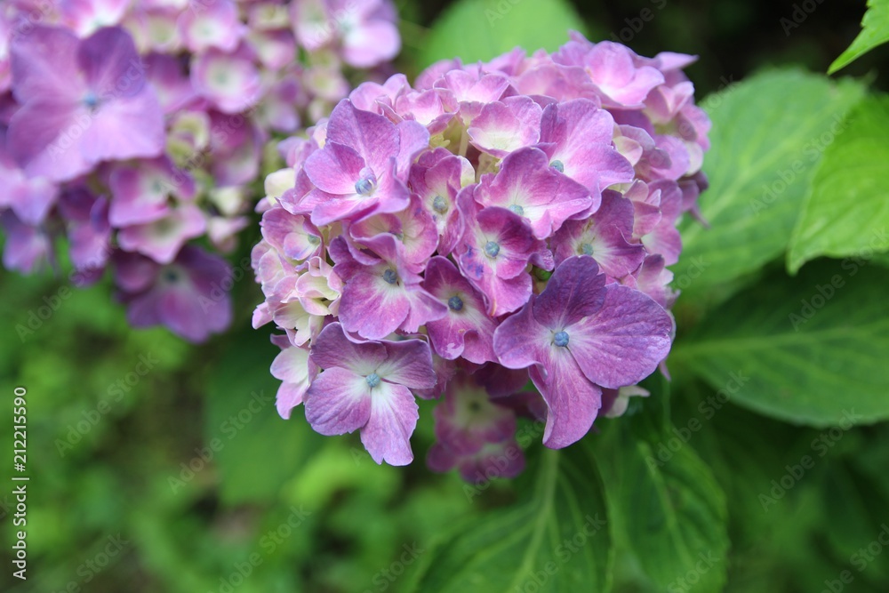 葉, 緑, 自然, 植える, 葉, マクロ, 木, 庭, 新鮮, 木の葉, サマータイム, 雨, とぶ, ハッカ, 水, ハーブ, 伸び, 森, アップ, ナチュラル, 滴, クローバー, しずく, 包囲, 新鮮さ