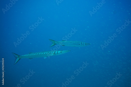 group of barracudas