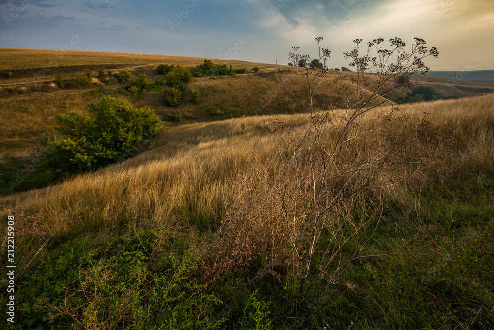 Rural landscape. Blue sky over grass field during summer