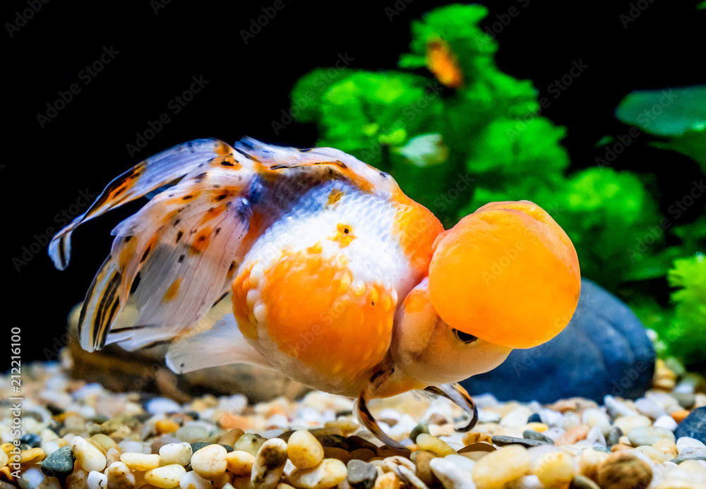 Beautiful and elegant goldfish floats in aquarium with green plants and  stones, closeup, named Calico Crown Pearlscale goldfish Stock Photo