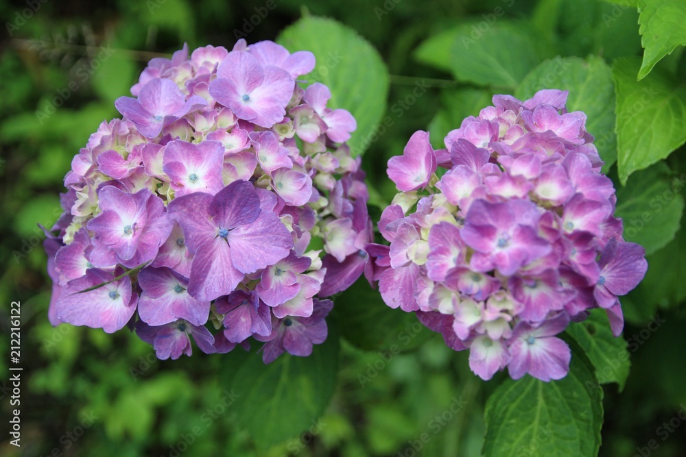アジサイ,紫陽花,花, 自然, ピンク, 花, とぶ, ライラック, 紫, 庭, 植える, 全盛期, 咲く, 緑, フローラル, 植物, すごい, サマータイム, 美しさ, 美しい, スミレ, 色, ナチュラル, 葉, アップ, アップ