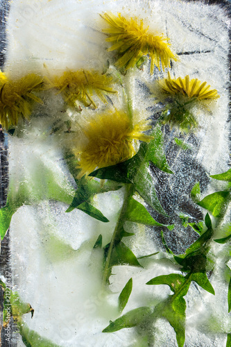 Fototapeta Naklejka Na Ścianę i Meble -  Background of yellow dandelion  flower  with green leaves frozen in ice