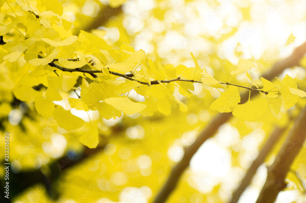 Obraz premium Fully yellow of Ginko autumn leaves with bokeh background.