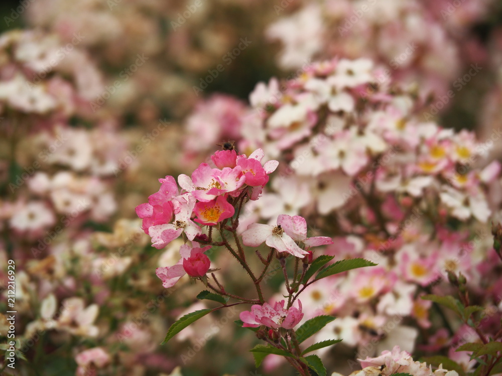 Rosa 'Ballerina' in full bloom.