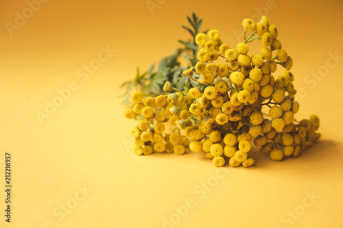 Yellow small tansy flowers on a yellow background