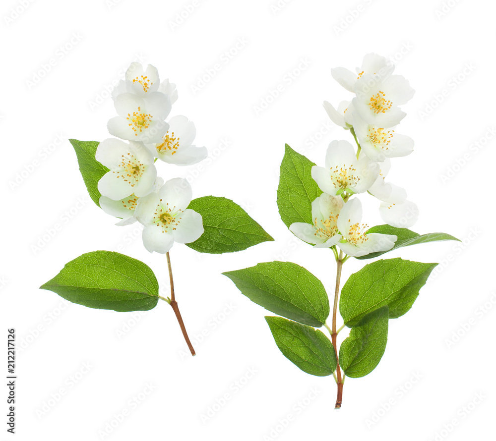 Obraz premium Jasmine sprig on white background