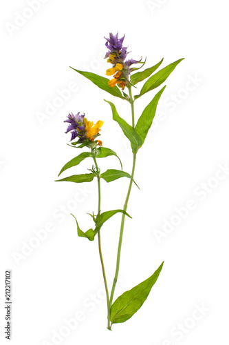Cow wheat plant with flowers on white background