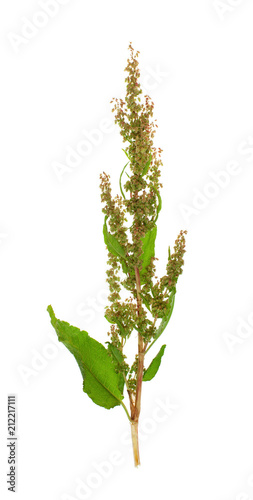 The horseradish plant with seeds on white background