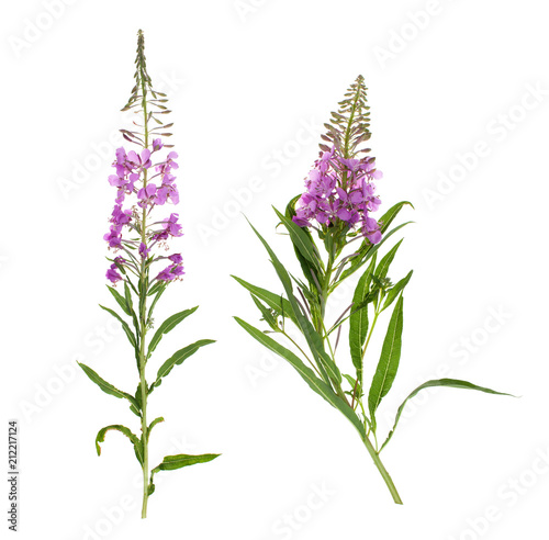 Plant Ivan tea with flowers on white background photo