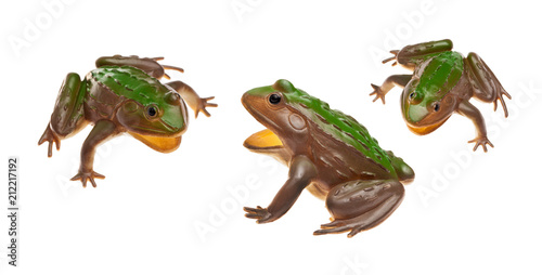 Toy frog on white isolated background