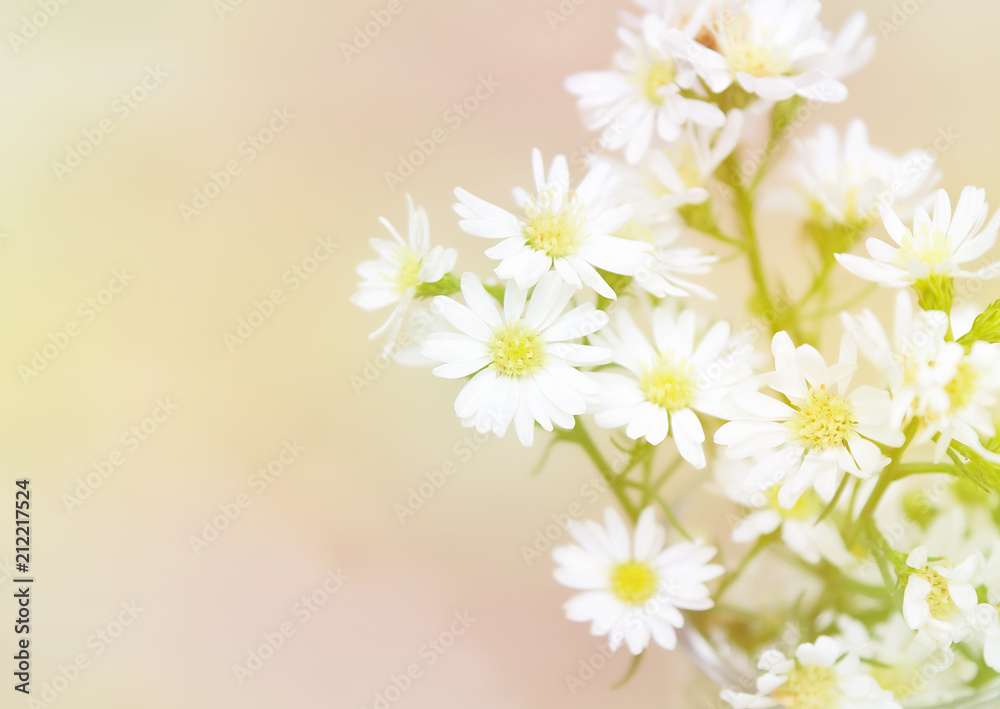 White flower on colorful background.