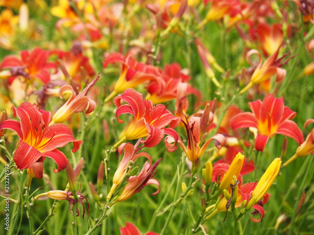 Red flowers of Hemerocallis - daylily 'Premier'