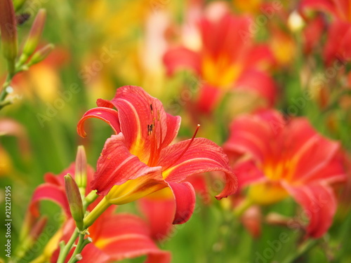 Red flowers of Hemerocallis - daylily 'Premier'