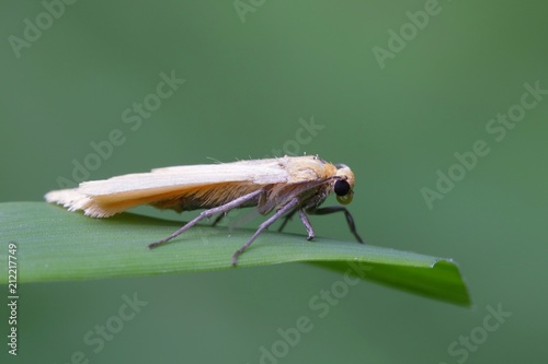 Orange footman, Wittia sororcula photo