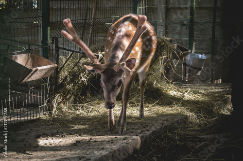 dybowski's sika deer photo