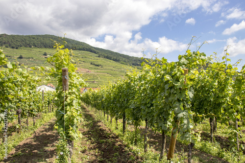 Kaysersberg. Vignoble alsacien, Haut-Rhin, Alsace. Grand Est photo