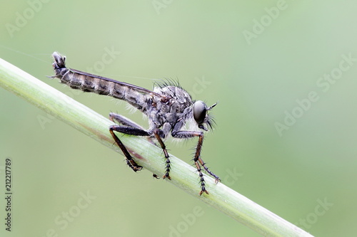 Kite-tailed Robber Fly, Tolmerus atricapillus photo