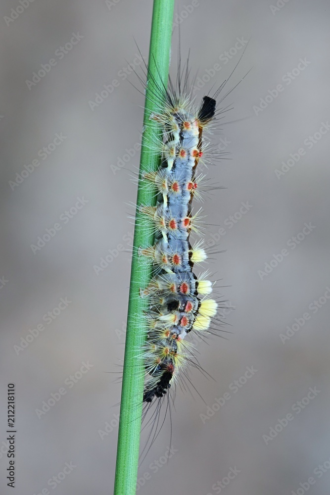 Fototapeta premium Caterpillar of Rusty Tussock Moth, Orgyia antiqua