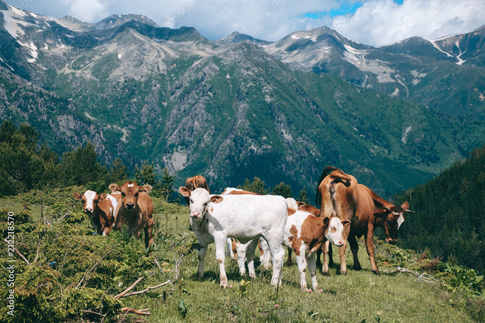 cows herd stands in the mountain valley at snowy peaks background