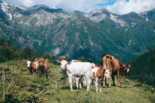 cows herd stands in the mountain valley at snowy peaks background