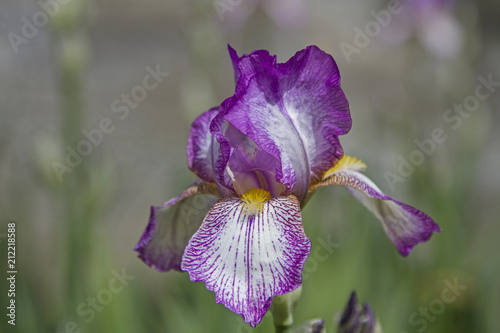 Fototapeta Naklejka Na Ścianę i Meble -  Schöne purpurrote Iris