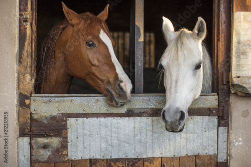 Two horses on a farm in stable photo