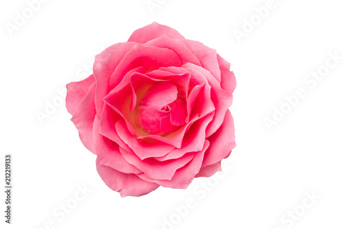 Rosenblüte